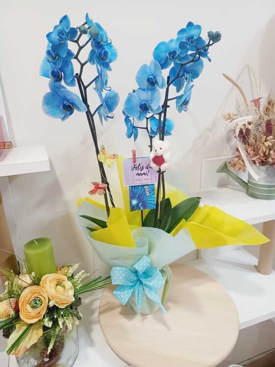 floristeria-en-gijon-sensaflor-orquideas-dos-azules