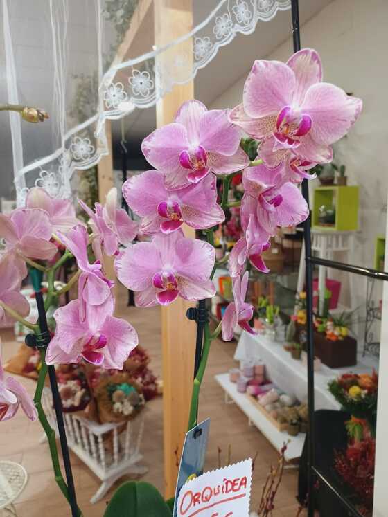 floristeria-en-gijon-sensaflor-orquideas-rosas-varias