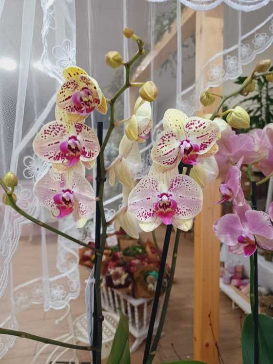 floristeria-en-gijon-sensaflor-orquideas-rosas